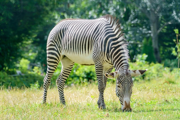 Zebra grazes in the meadow Wild animal in nature