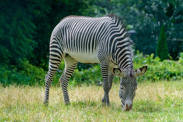 Zebra grazes in the meadow Wild animal in nature