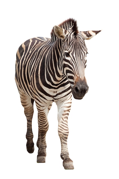 Zebra isolated on white background.