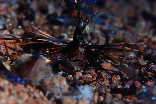 Zebra lionfish fish underwater photo