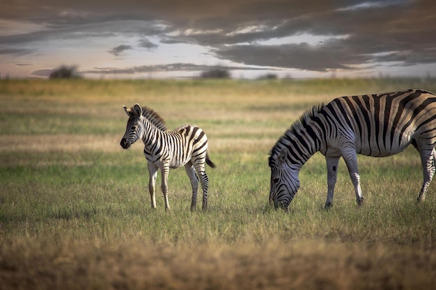 Zebra mum and baby foal in Greater Kruger National Park, South Africa