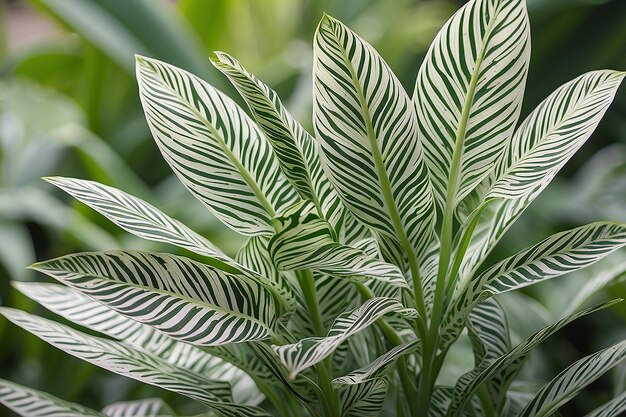 Zebra Plant Leaves with Striped Green Bokeh