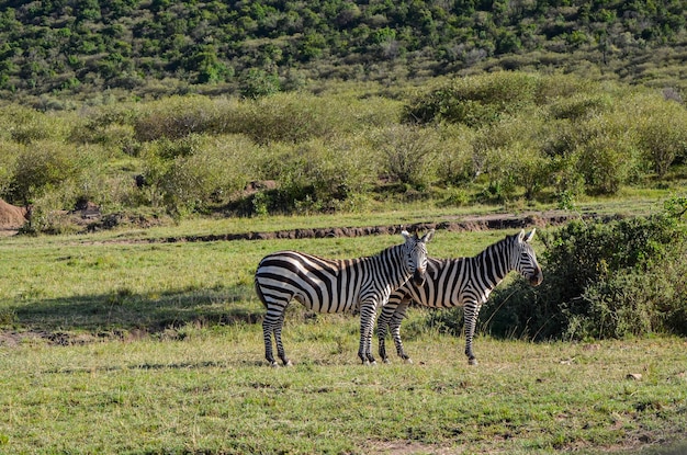 Zebra on the savannah in Masai Mara National Park in Kenya Africa