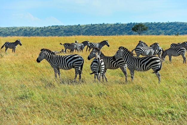 Zebra in the wild African savannah Kenya