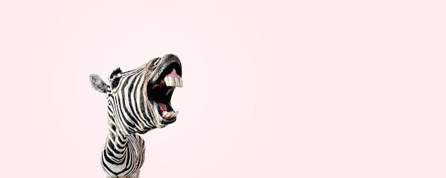 Zebra with open mouth panoramic