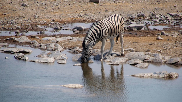 Photo zebras drinking water in a lake