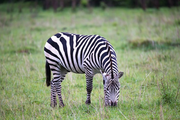 Zebras in the middle of the savannah of Kenya