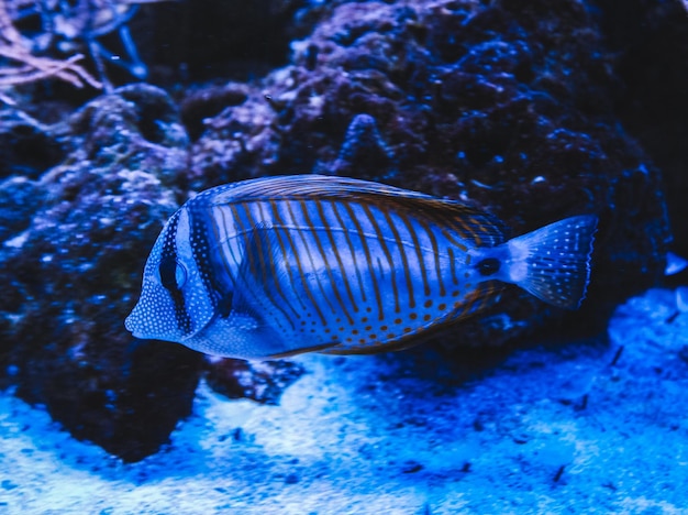 Zebrasoma fish sailing Zebrasoma desjardinii in the aquarium