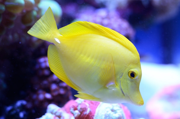 Zebrasoma, yellow surgeonfish. Bright coral reef fish in salt water aquarium.