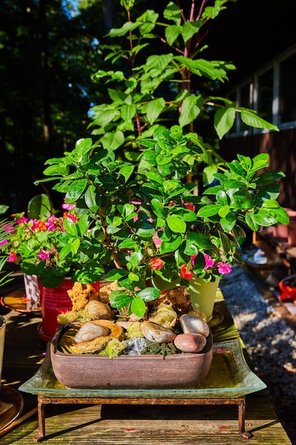 Zen plants in pots in rustic garden