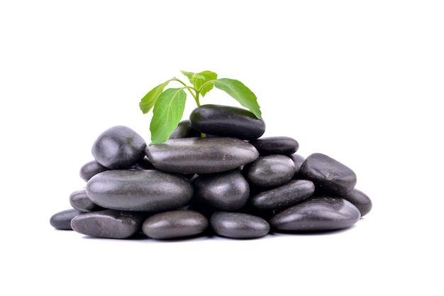 Zen stones and plant on the white background