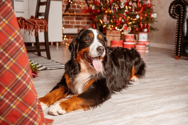 Zenenhund dog lies at home near the Christmas tree the concept of Christmas