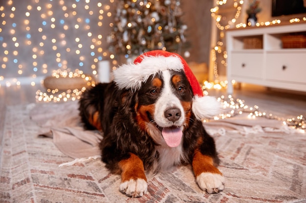 A Zenenhund dog lies at home in a Santa Claus hat near the Christmas tree the concept of Christmas