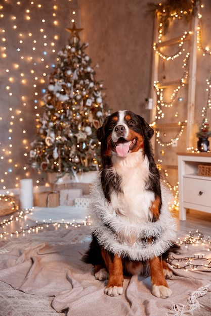 Zenenhund dog sits at home near the Christmas tree the concept of Christmas