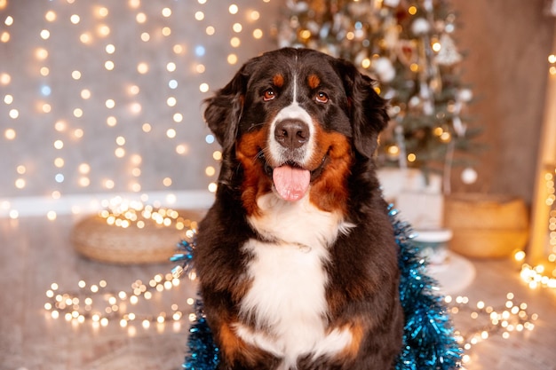 Zenenhund dog sits at home near the Christmas tree the concept of Christmas