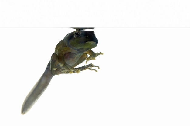 Zhangixalus dulitensis tadpole on isolated baackground