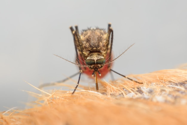 Zica virus aedes aegypti mosquito on dog skin - Dengue, Chikungunya, Mayaro fever