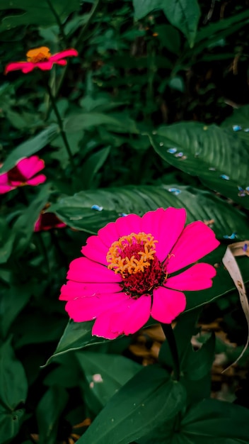 Zinia graceful flower plant or better known by the scientific name Zinnia elegans