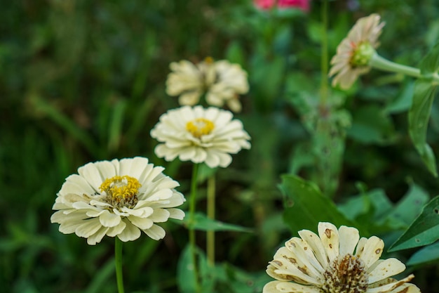 Zinnia elegans known as youthandage common zinnia or elegant zinnia is an annual flowering plant