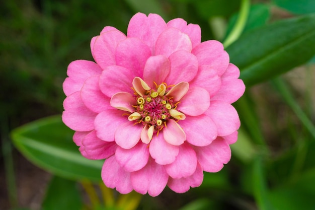 Zinnia flower close up in the garden