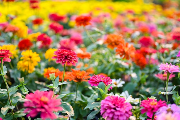 Zinnia flower or Zinnia violacea plants of the sunflower tribe within the daisy family.