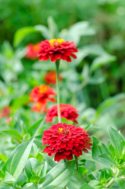 Zinnia flowers in the garden close up