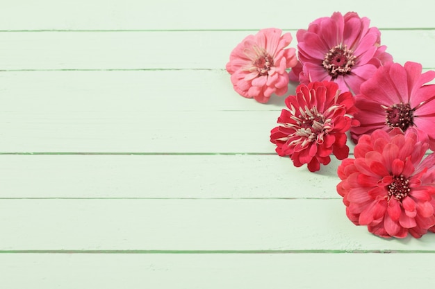 Zinnia flowers on green wooden background