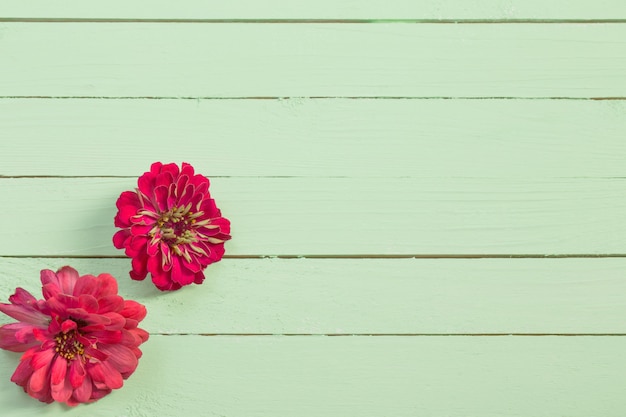 Zinnia flowers on green wooden background