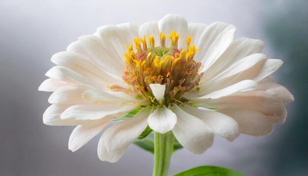 Photo zinnia flowers in soft natural light