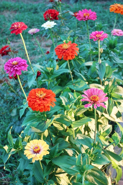 Zinnia flowers