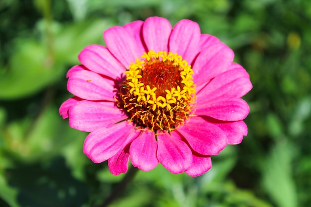 Zinnia in garden