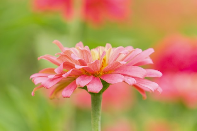 Zinnia is a genus of plants of the sunflower tribe within the daisy family.