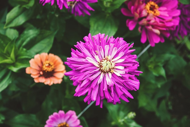 Zinnia pink purple flowers in the garden blooming zinnias closeup