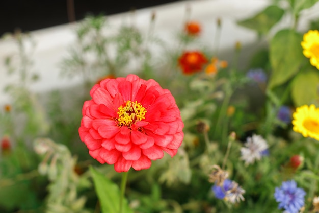 Zinnia in wild countryside garden Blooming wildflowers in sunny summer meadow Biodiversity and landscaping garden flower beds Summer banner