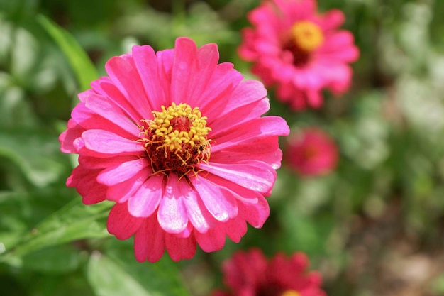 Zinnia or Youth and Old Age Flowers are blooming with bright fuchsia pink with green leaves