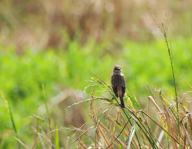 Zitting Cisticola bird in the field