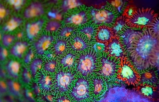 Photo zoanthid polyps colonies are amazing colorful living decoration for every coral reef aquarium tank