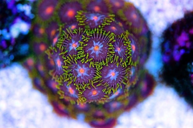 Zoanthid polyps colonies are amazing colorful living decoration for every coral reef aquarium tank