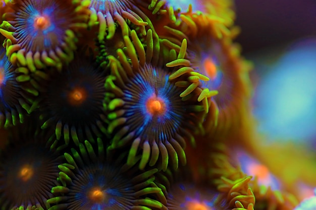 Zoanthid polyps colonies are amazing colorful living decoration for every coral reef aquarium tank