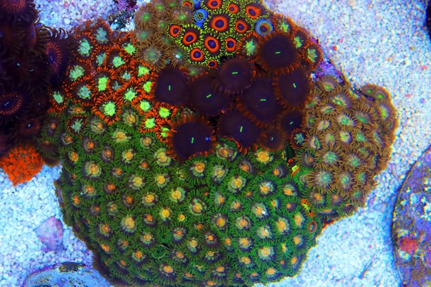 Zoanthid polyps colonies are amazing colorful living decoration for every coral reef aquarium tank