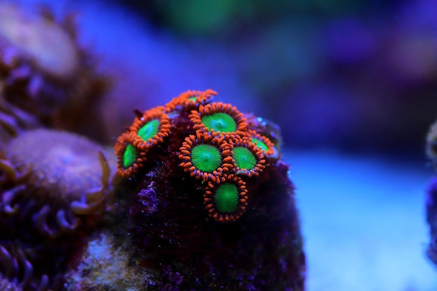 Zoanthid polyps colonies are amazing colorful living decoration for every coral reef aquarium tank