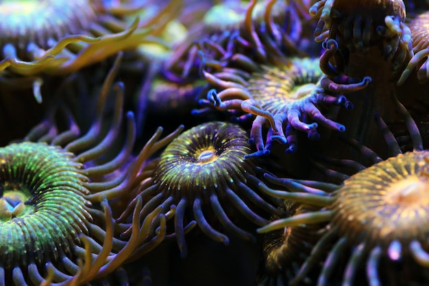 Zoanthid's polyps colonies are amazing colorful living decoration for every coral reef aquarium tank