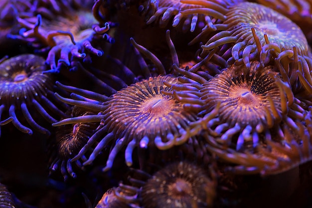 Zoanthid's polyps colonies are amazing colorful living decoration for every coral reef aquarium tank