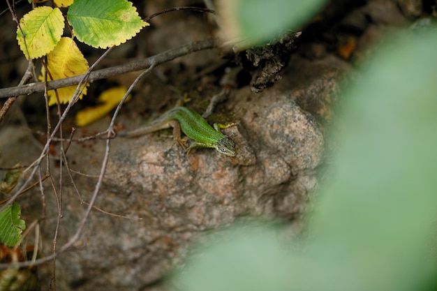 Zoology Lizards in the wild Lacertas agilis crawl over rocks in spring closeup in sunlight with a blurred background lizard laying on a rock