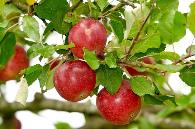 Zoom in on red apples growing on apple tree branch with bokeh and copyspace Fruit hanging from an orchard farm tree against a bright background Sustainable organic agriculture in the countryside