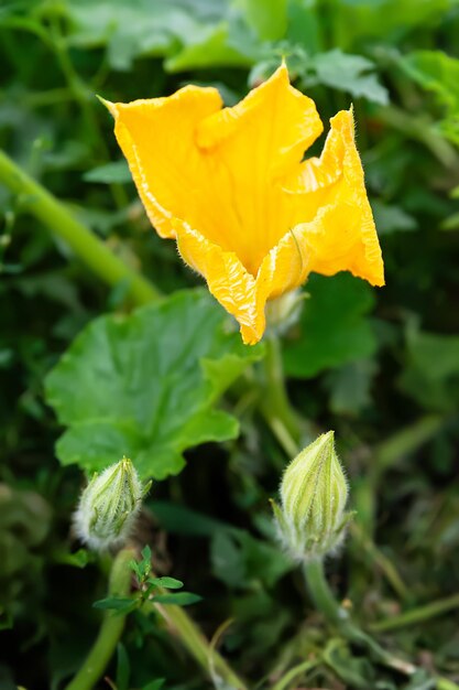 Zucchini flower Closeup of a yellow flower Selective focus