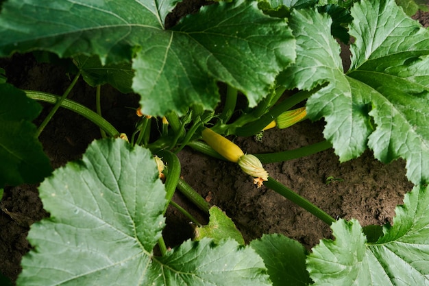 Zucchini in the garden vegetables in gardening