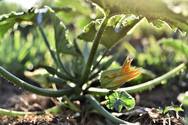 Zucchini and its flower in early summer in an ecological garden cucurbita pepo