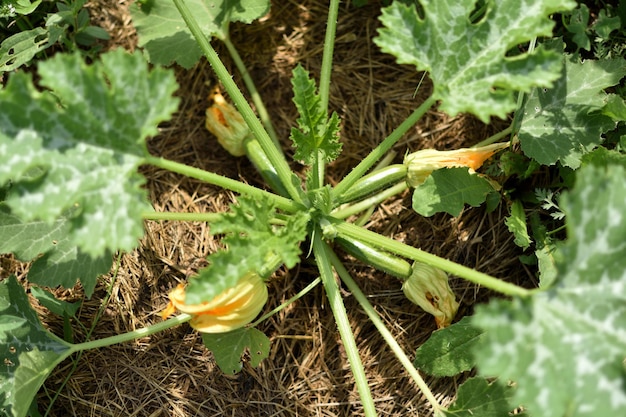 Zucchini and its flower in early summer in an ecological garden cucurbita pepo