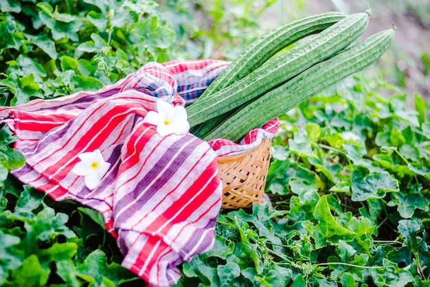 Zucchini in its plant in an organic farm in Thailand